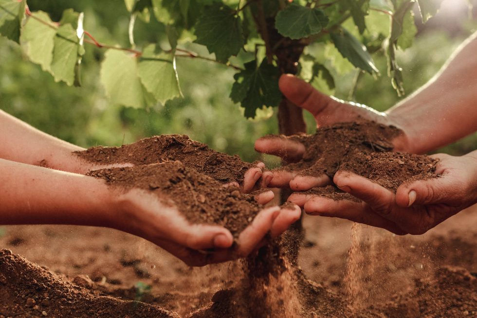Fotografía de empresa, manos con tierra